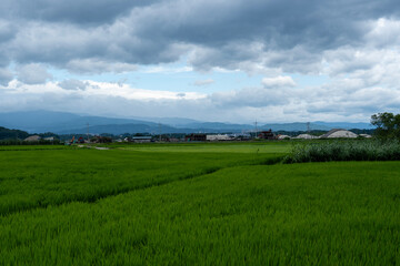 A lush green rice field stretches across the rural landscape, with cloudy skies and trees in the background, capturing a peaceful rural scene.