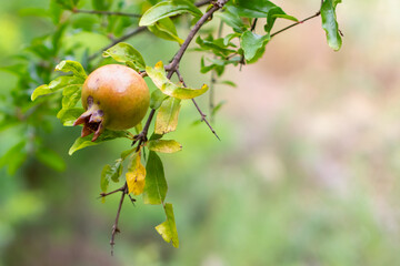 Ripening growing pomegranate close-up on branch of fruit tree against blurred background of greenery