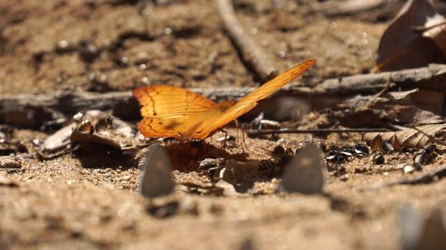 Malay cruiser or vendula dejone butterfly sits and moves its wings among wasps and other insects in slowmotion. macro view