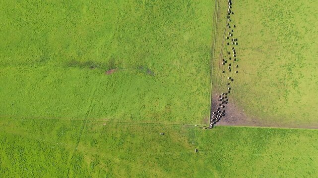 herding cows with a motorbike on a farm. mustering cattle on a ranch