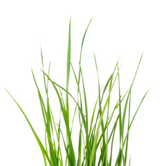 Naklejka premium green grass isolated on a white background, PNG background