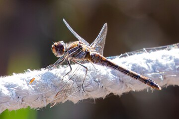 Close-up of a Dragonfly Resting on a Rope