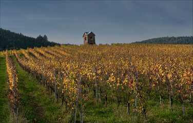Small house in the vineyards above Eguisheim in the Autum