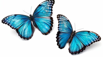Fototapeta premium A pair of stunning turquoise-blue tropical butterflies with wings fully spread, captured in flight against a white background, close-up macro view