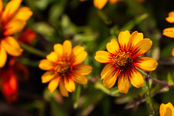 various zinnia flowers in autumn