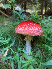 amanita muscaria fly agaric mushroom