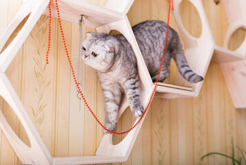 Gray cat playing on wooden wall shelf with hanging beads