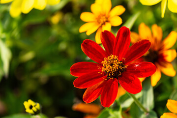 various zinnia flowers in autumn