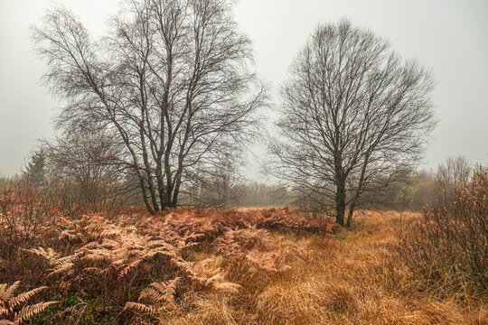 Ein nebliger Novembertag im Brackvenn