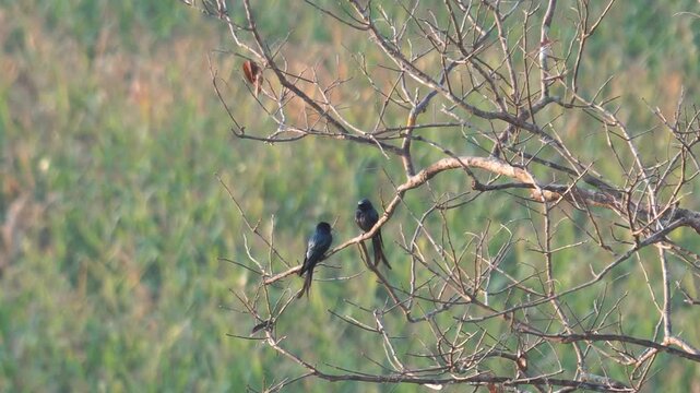 Black drongo birds sitting on the tree and one goes down