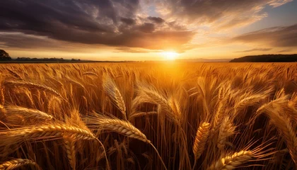 Fototapete Rund Golden field of wheat under a dramatic sunset © Herbert