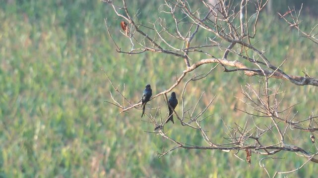 Black drongo birds sitting on the tree