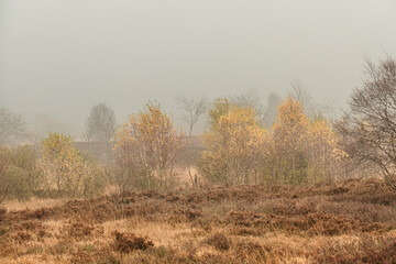 Ein nebliger Novembertag im Brackvenn