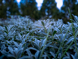 Zamrażanie  © Adrian