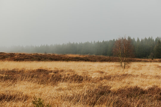 Ein nebliger Novembertag im Brackvenn
