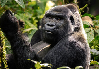 Gorillas (Gorilla gorilla) Menschenaffe im Dschungel 