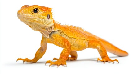 A Dazzling Display: The Full-Body Shot of a Brilliant Lizard.Concept of vibrant nature, exotic wildlife, tropical paradise, unique beauty.vibrant nature, unique creatures, wildlife conservation.