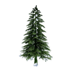 Majestic evergreen pine tree covered in snow against a gray backdrop