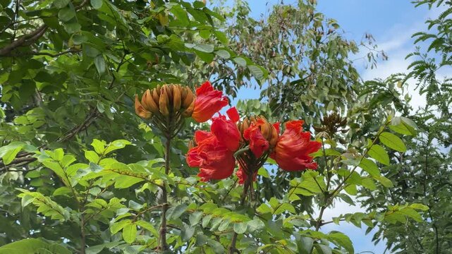  African Tulip Tree, Fire Bell, Flame of the forest, Fountain Tree