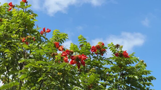  African Tulip Tree, Fire Bell, Flame of the forest, Fountain Tree