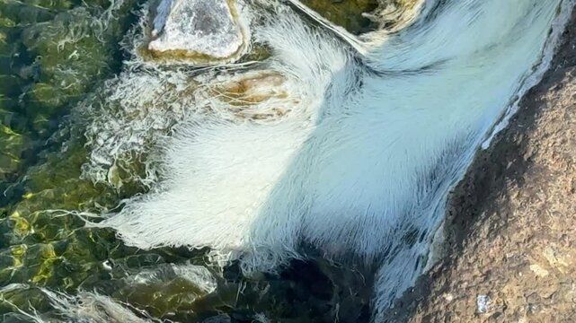 Chloroflexus bacteria in hot springs