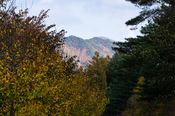 roadside trees in the park