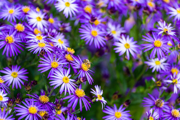 bees and purple aster flowers