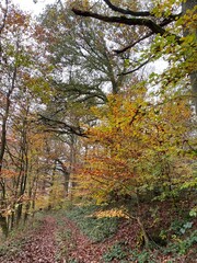 path in autumn forest