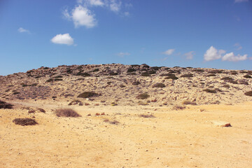 Cyprus nature in summer. Deserted area with wild plants in summer.