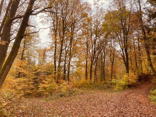 autumn in the forest