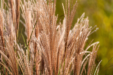 silver grass, reeds, swaying in the wind