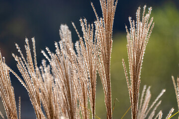 silver grass, reeds, swaying in the wind