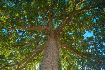 Hojas verdes en roble visto desde abajo