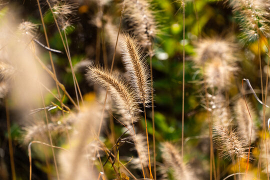 foxtails in the autumn park