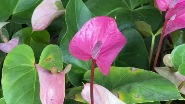 Pink anthurium in the garden