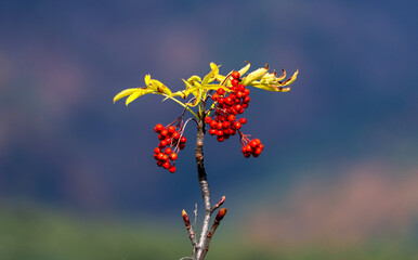 red Sorbus fruits hanging from the tree