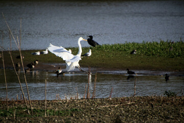 A Great White Egret in Flight over Venus Pool Nature Reserve