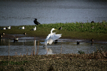 A Great White Egret in Flight over Venus Pool Nature Reserve