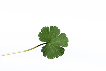 For design purposes, a leaf of the tound-leaved Crane's-bill (Geranium rotundifolium) isolated on white background