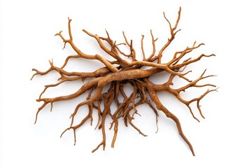 Obraz premium Realistic Tree Roots and Branches Arrangement