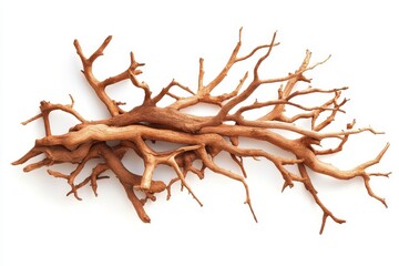 Obraz premium Realistic Tree Roots and Branches Arrangement