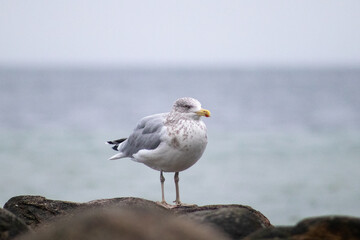 Möwe am Meer 