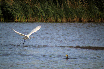 A Great White Egret in Flight over Venus Pool Nature Reserve