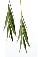 Weeping willow (Salix x pendulina) branch isolated on white background