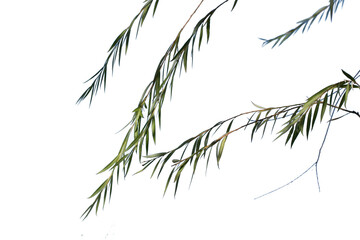 Weeping willow (Salix x pendulina) branches isolated on white background