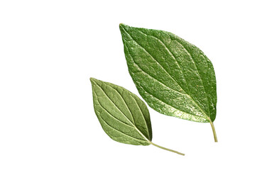 Leaves of the Spreading pellitory (Parietaria judaica) in autumn