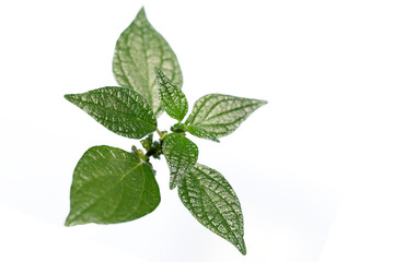 Leaves of the Spreading pellitory (Parietaria judaica) in autumn