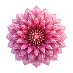 pink dahlia isolated on white background, 3d Pink Flower isolated on transparent background, png file