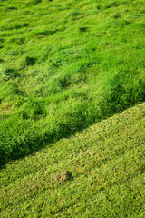 Hierba recién cortada en pradera