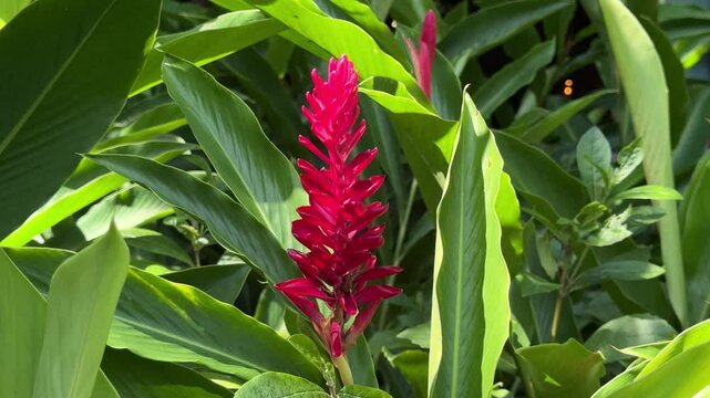 Red Ginger (Zingiber officinale Roscoe Scientific name:), flowering red,  in the garden.